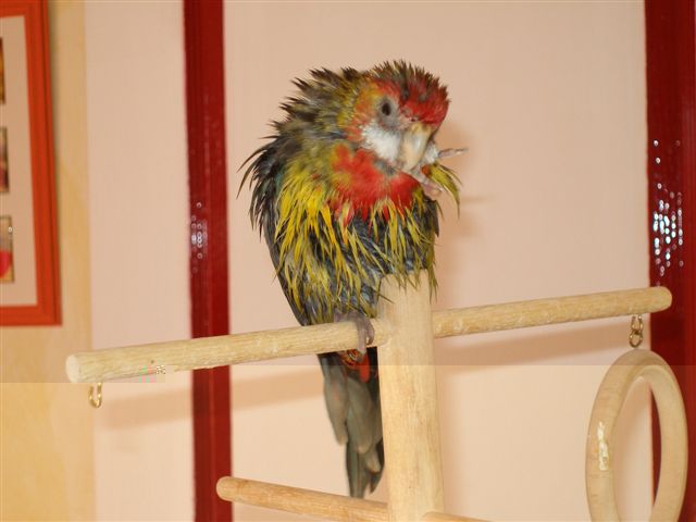 Angel aprÃ¨s le bain.JPG