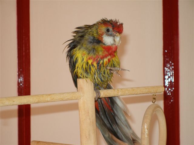 Angel aprÃ¨s le bain 1.JPG