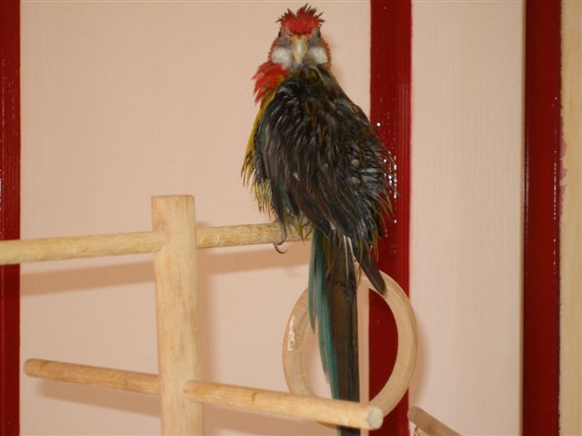 Angel aprÃ¨s le bain de  dos.JPG