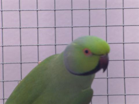 COLLIER D'AFRIQUE.jpg