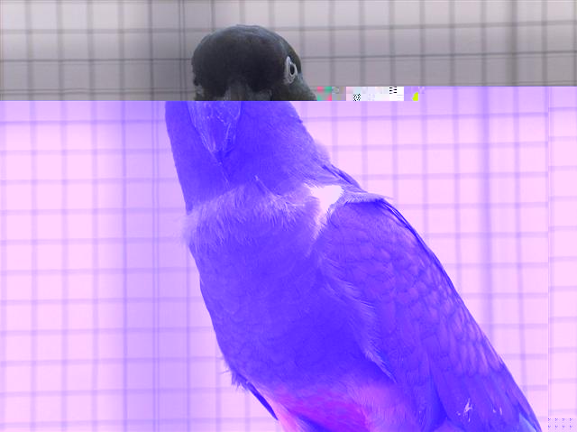 CONURE DE PATAGONIE.jpg