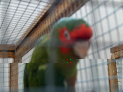 CONURE MITREE.jpg