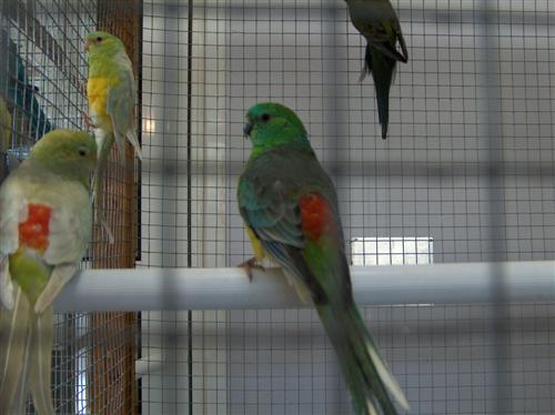 Quelques croupions, trÃ¨s beaux!.jpg