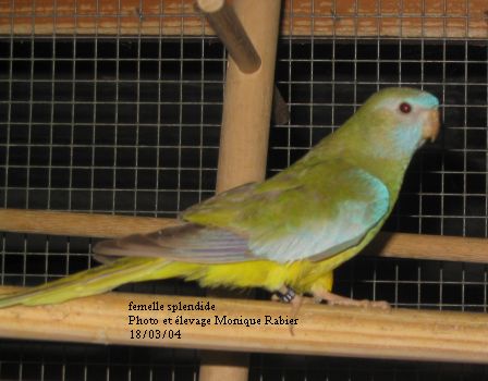 128_2873 femelle splendide.jpg