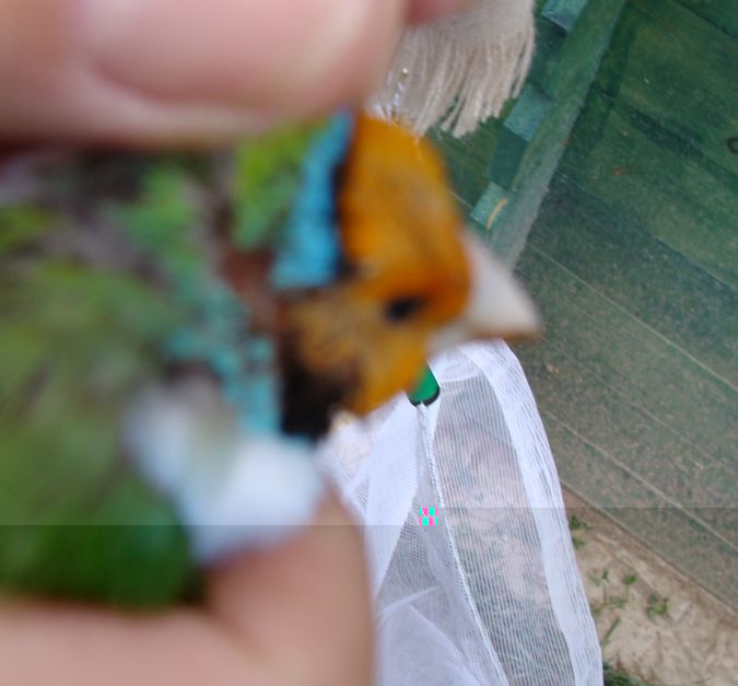 tÃªte orange malade 1.jpg