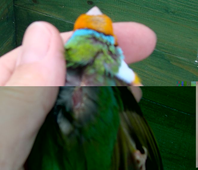 tÃªte orange malade 2.jpg