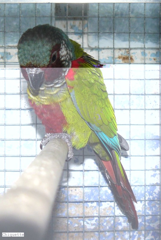 P1020910.jpg (180.95 Kio) Vu 1502 fois P1020910.jpg