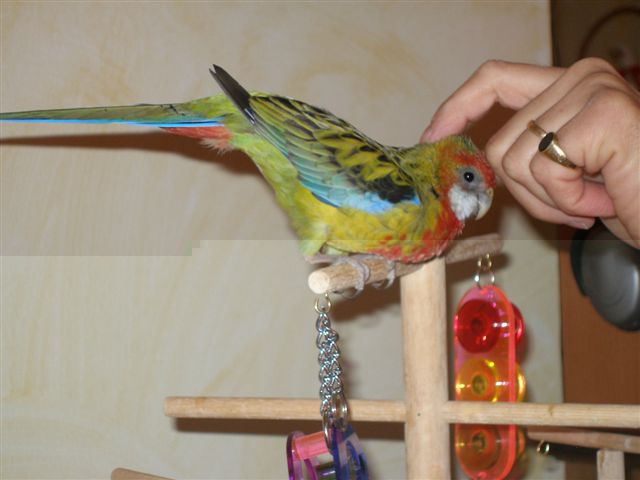 gratouilles Ã  Angel.JPG