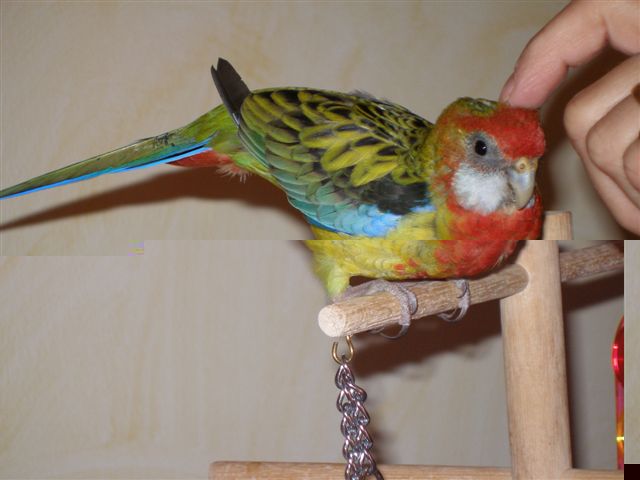 gratouilles de prÃ¨s.JPG