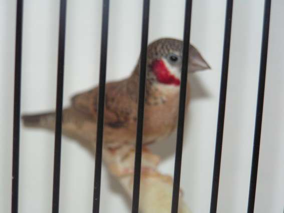 Amadine cou-coupÃ© mÃ¢le.jpg