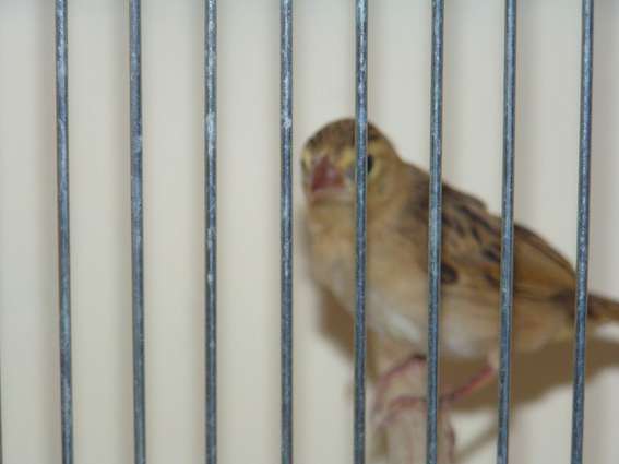 Euplecte ignicolore femelle.jpg