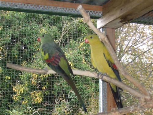 male-femelle(mÃ©lanure) (Small) (Custom).jpg