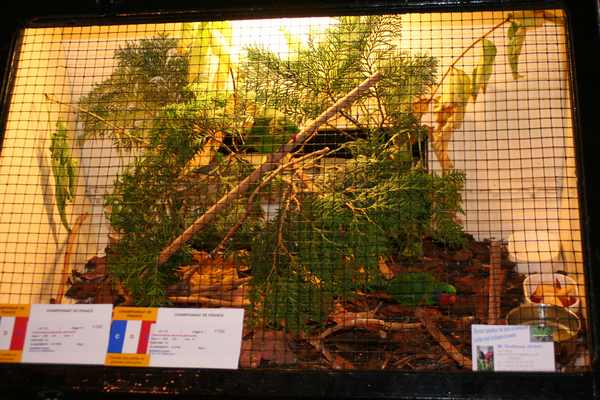 placentis champions.jpg