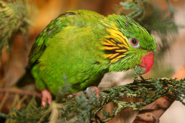 placentis femelle.jpg