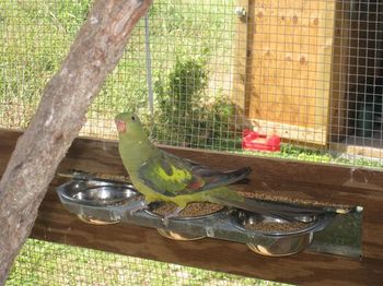 femelle mélanure.JPG