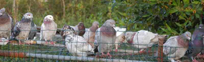 pigeons.jpg