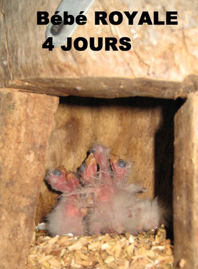 jeunes Royale 2008.jpg