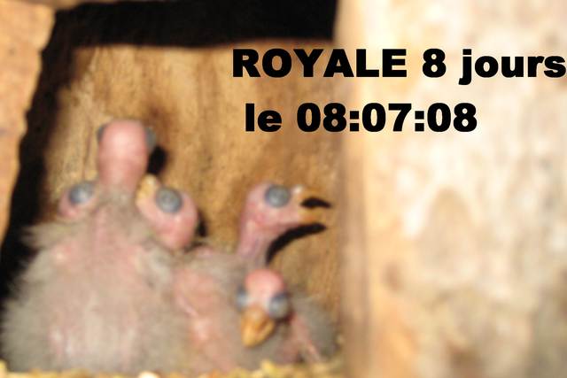 jeunes Royale 1 2008 .jpg