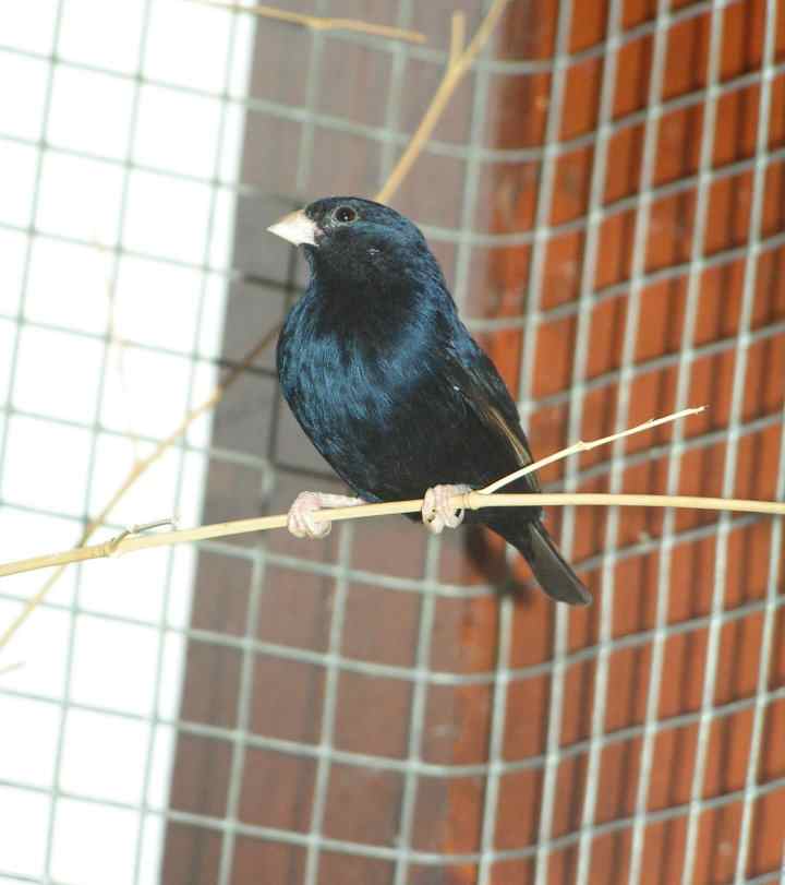 MÃ¢le combassou du SÃ©nÃ©gal.jpg