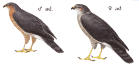 Epervier Dimorphisme.gif