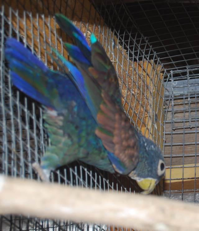 Pionus ailes de bronze1.jpg