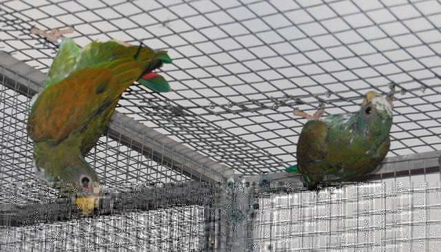 Pionus SÃ©nÃ©lis.jpg