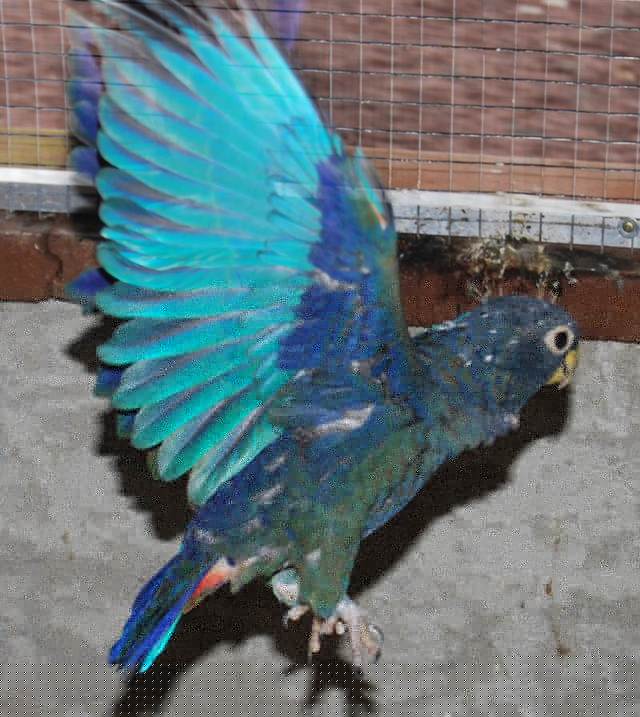 Pionus chalcopterus.jpg