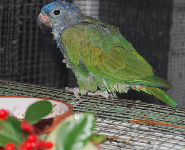 Femelle PIONUS menstrus.jpg