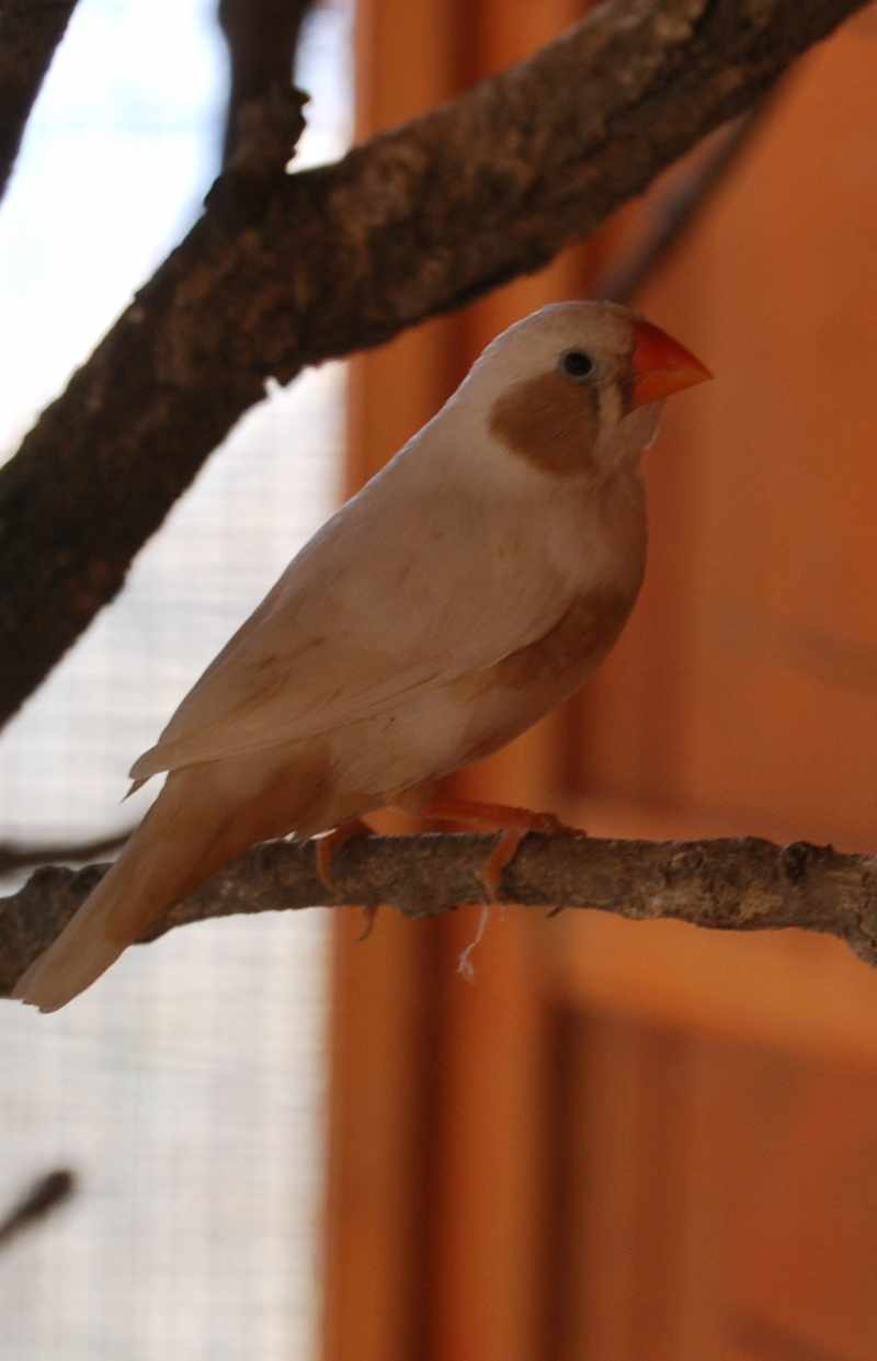 mutation mandarin.jpg