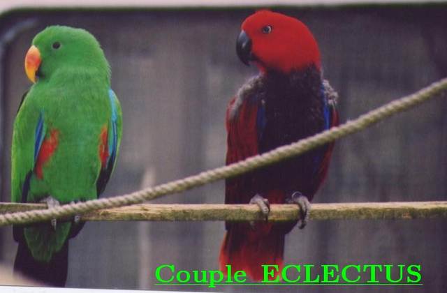 eclectus.jpg