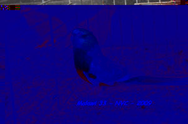 Croupion Malawi33 4.jpg