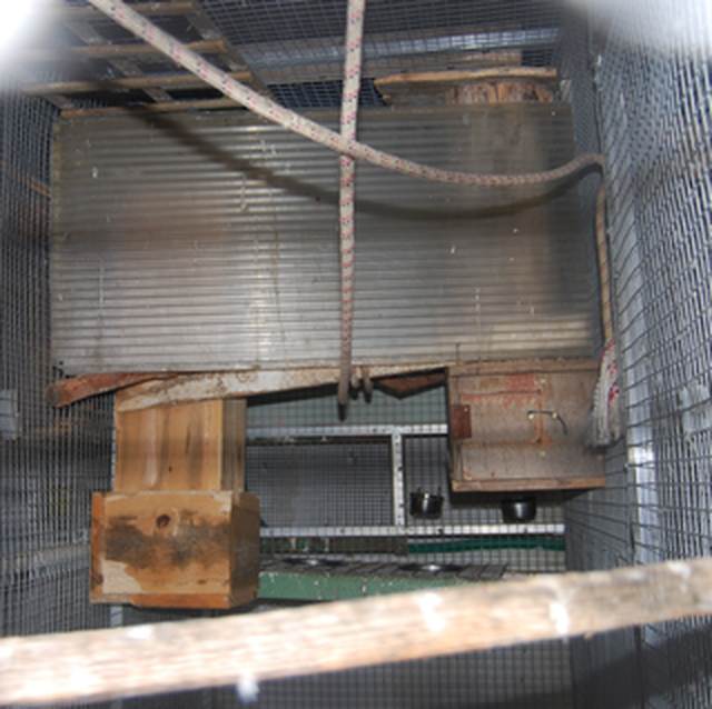 VoliÃ¨re youyou.jpg