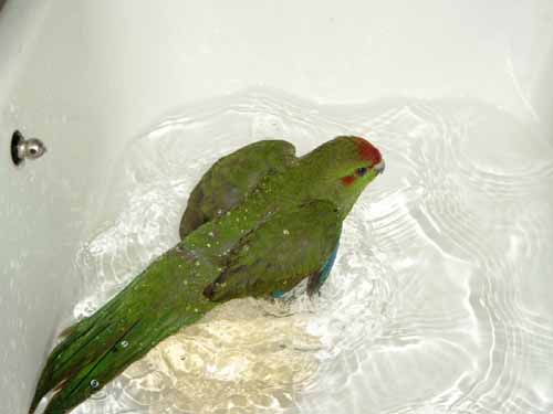 Woopie prend bain.JPG