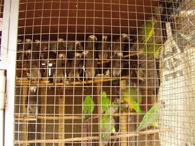 perroq (Medium) (Small) (Small) (Custom).jpg