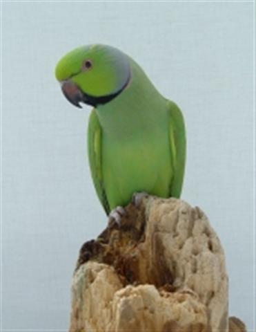 P.k.parvirostris (Small).jpg