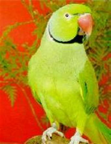 P.k.borealis (Small).jpg