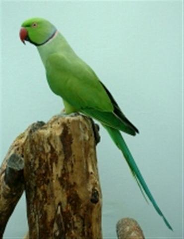 P.k.manillensis (Small).jpg