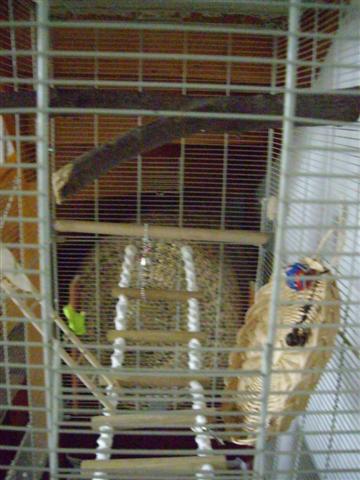 AmÃ©nagement cage calo (2) (Small).jpg
