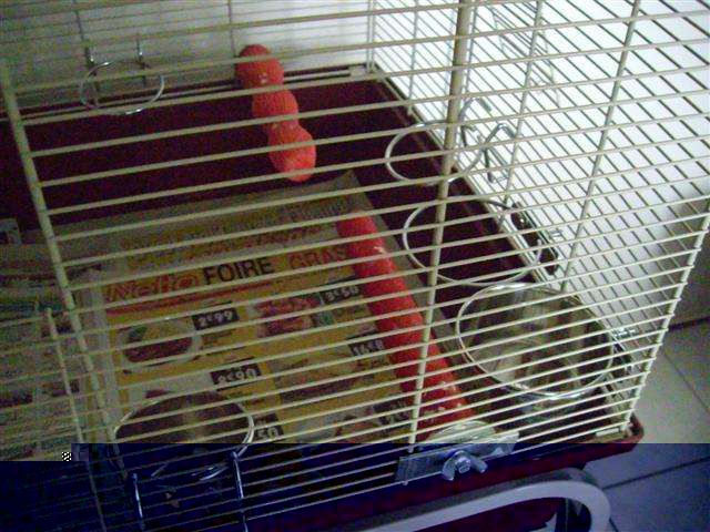 AmÃ©nagement cage calo (3) (Small).jpg