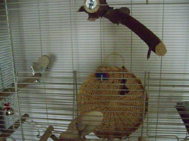 AmÃ©nagement cage calo (6) (Small).jpg