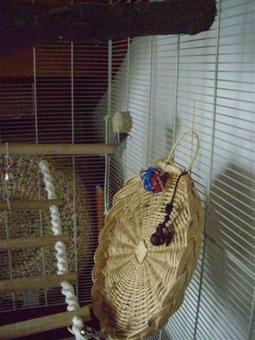 AmÃ©nagement cage calo (7) (Small).jpg