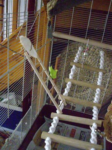 AmÃ©nagement cage calo (8) (Small).jpg