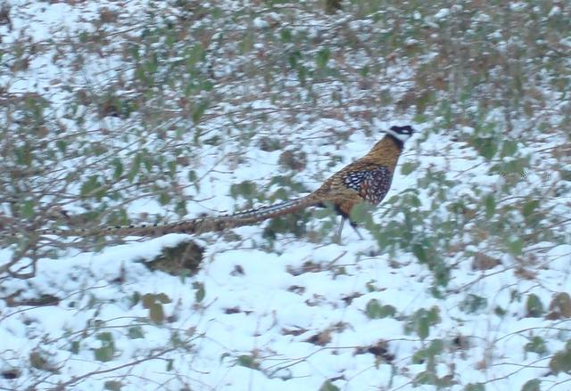 le vÃ©nÃ©rÃ© -1.jpg