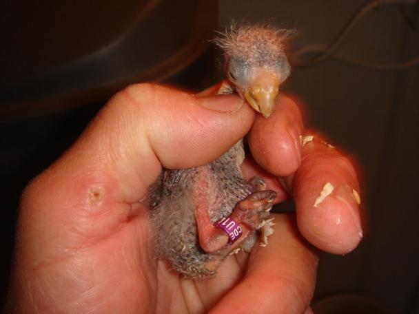 DSC03840 - Copie (2).JPG