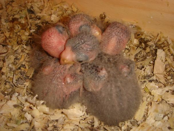 DSC03838 - Copie.JPG