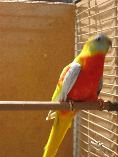 20080925 (8) (Custom).JPG