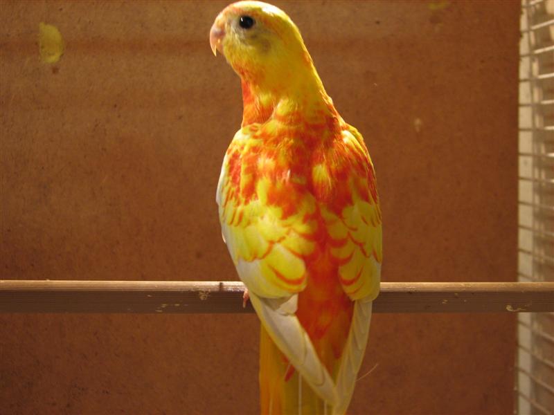 20080925 (27) (Custom).JPG