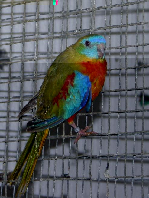 mÃ¢le cinnamon.jpg