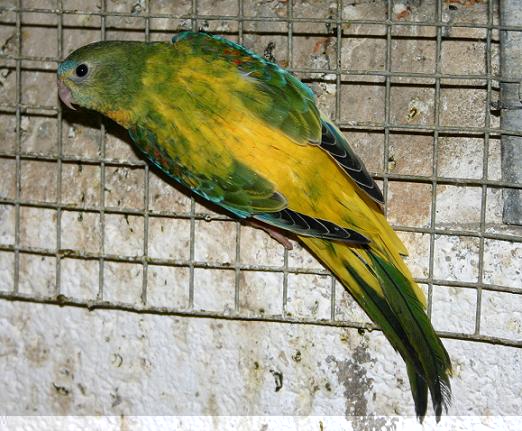 opaline panachÃ©e sur le dos.jpg