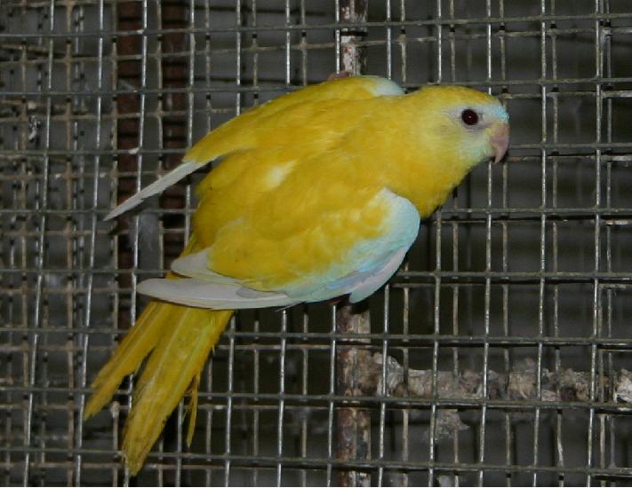 diluÃ©e cinnamon.jpg